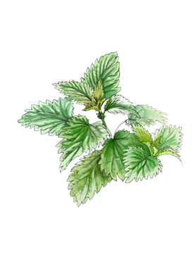 Nettle heart note of Jo Malone London Wild Achillea Cologne in a botanical drawing